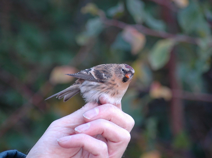 Common Redpoll, Sundre 20051015